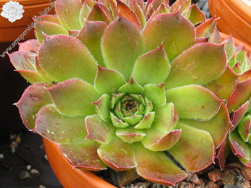 heuffelii from Rujen