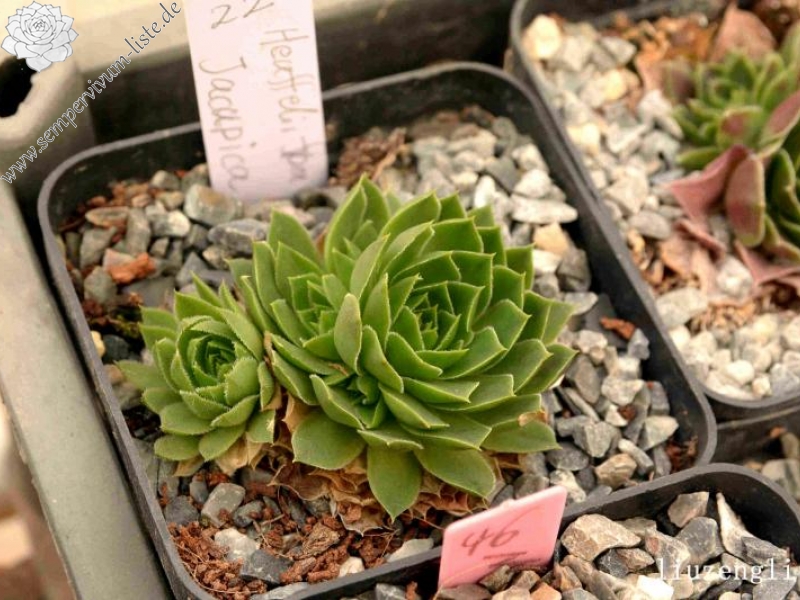 heuffelii from Jakupica