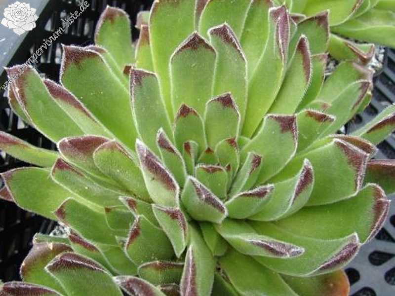 heuffelii from Karlovo