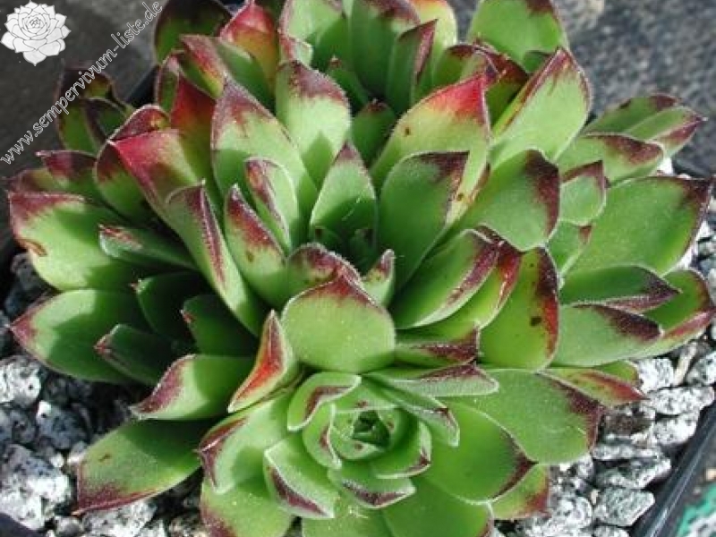 heuffelii from Kratovo