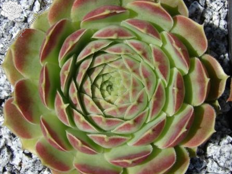 heuffelii from Olymp