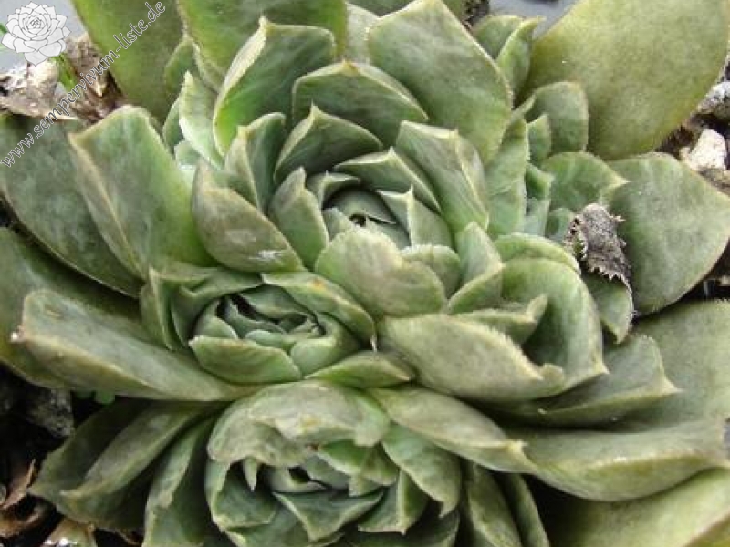 heuffelii from Partizansky Planina