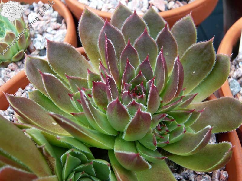 heuffelii from Rujen