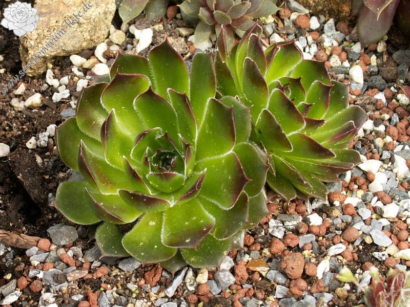 heuffelii from Rujen