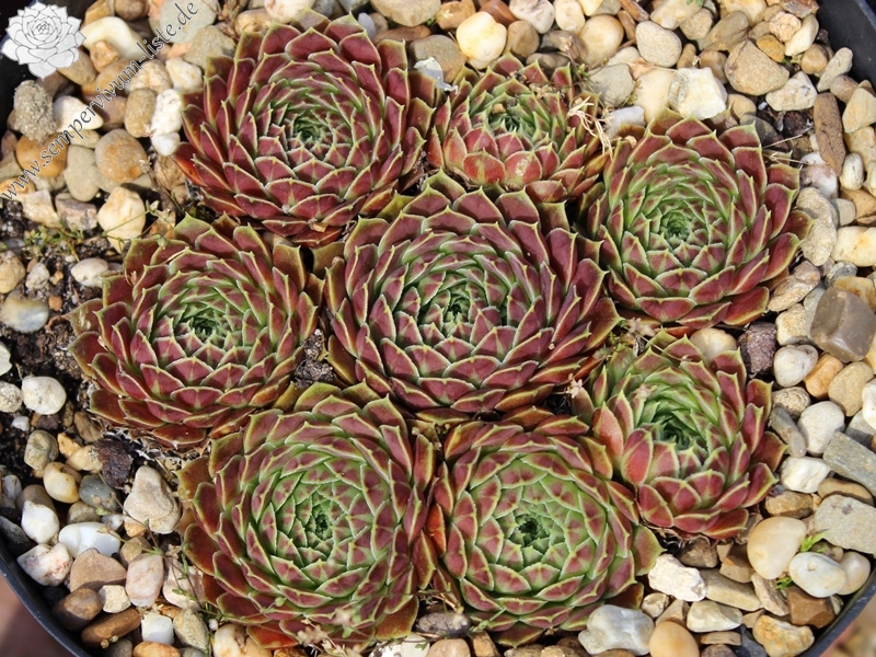 heuffelii from Jakupica