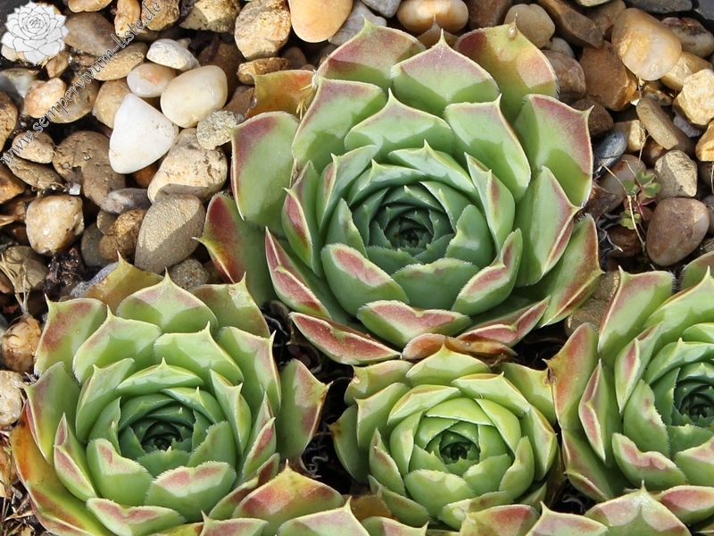 heuffelii from Radika