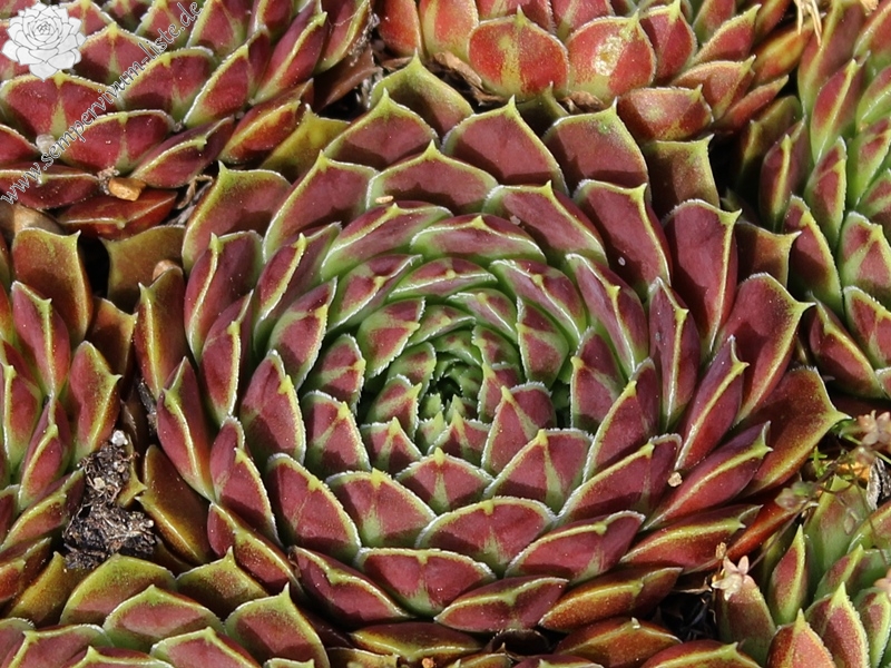 heuffelii from Jakupica