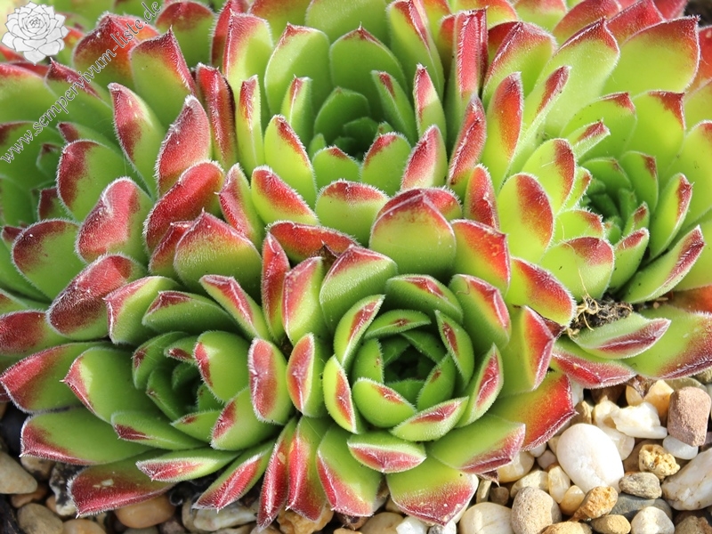 heuffelii from Karlovo