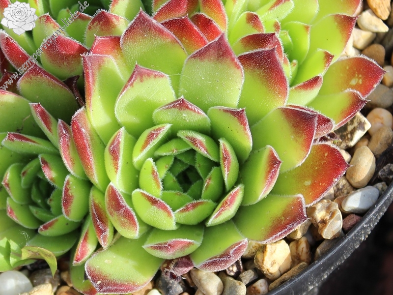 heuffelii from Karlovo