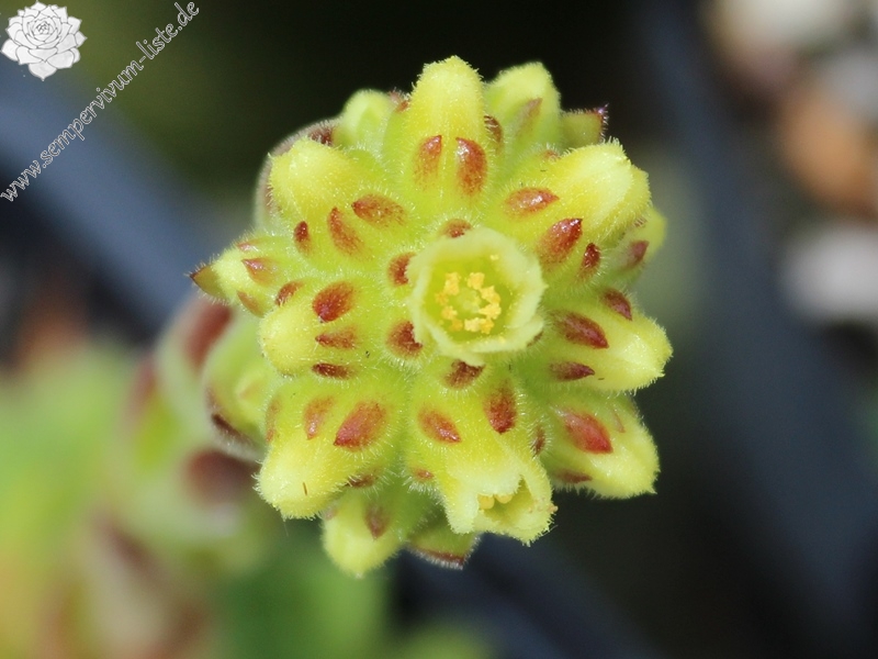 heuffelii from Kozja Dolina