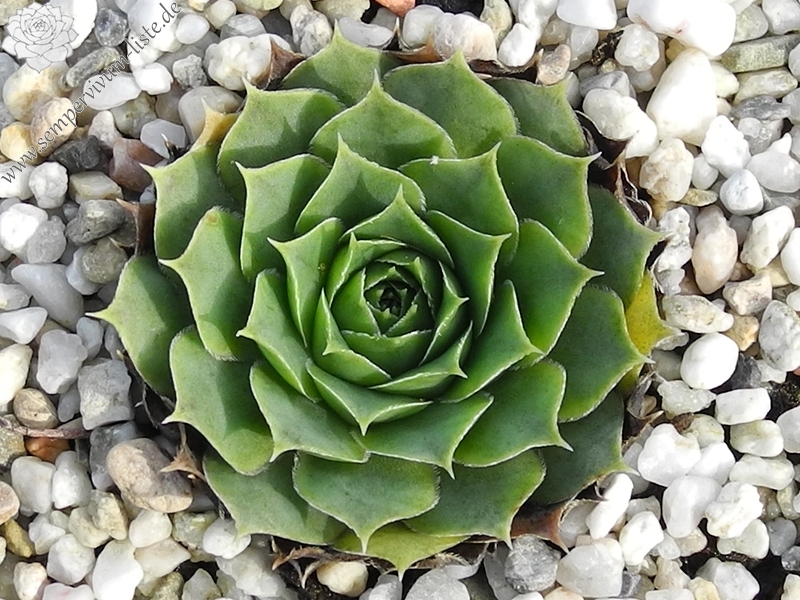heuffelii from Radika Gorge