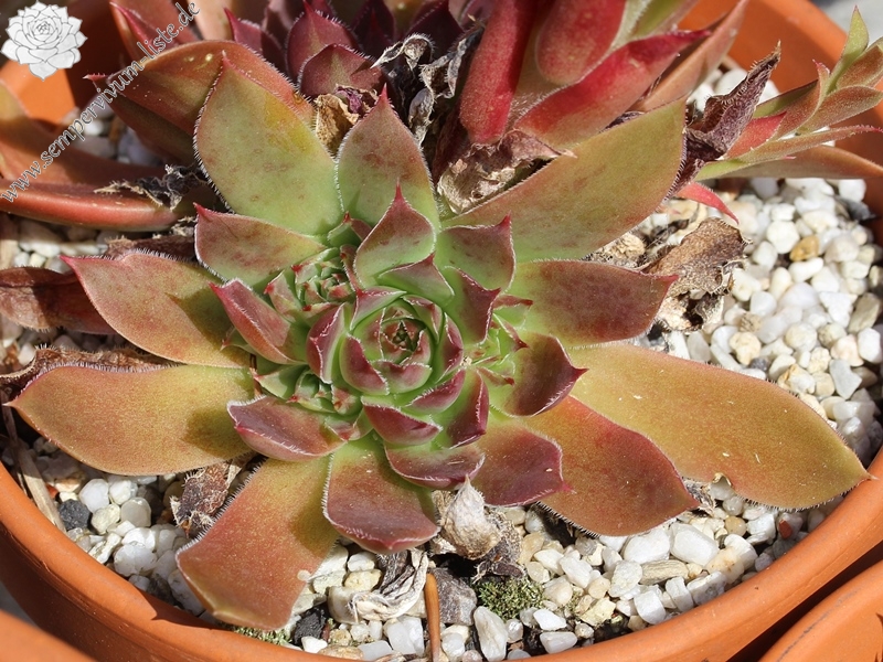 heuffelii from Rujen