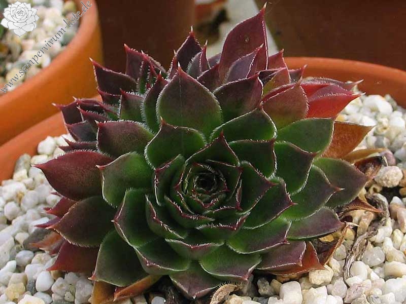 heuffelii from Rujen