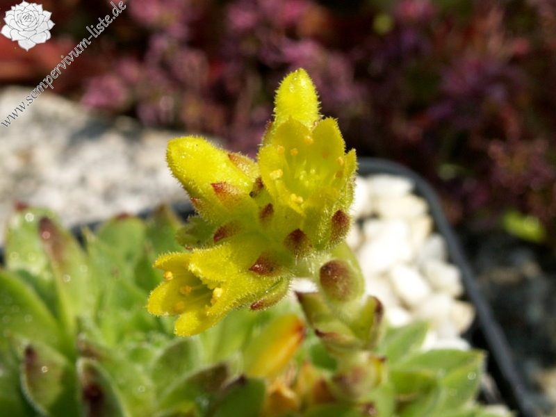 heuffelii from Pelister