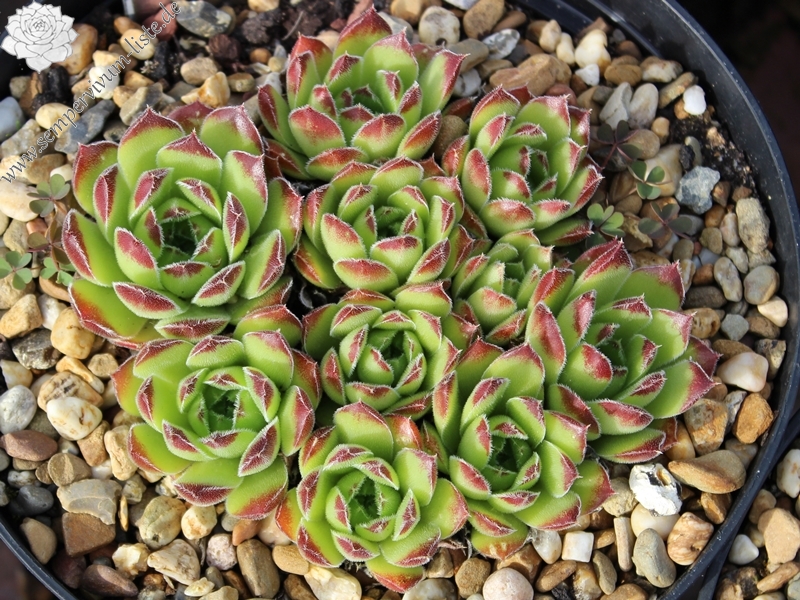 heuffelii (bulgaricum)