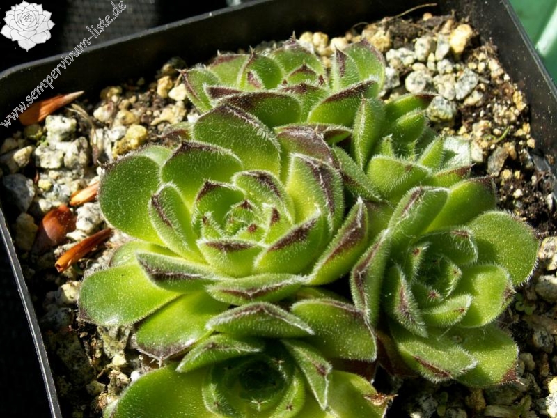 heuffelii (bulgaricum)