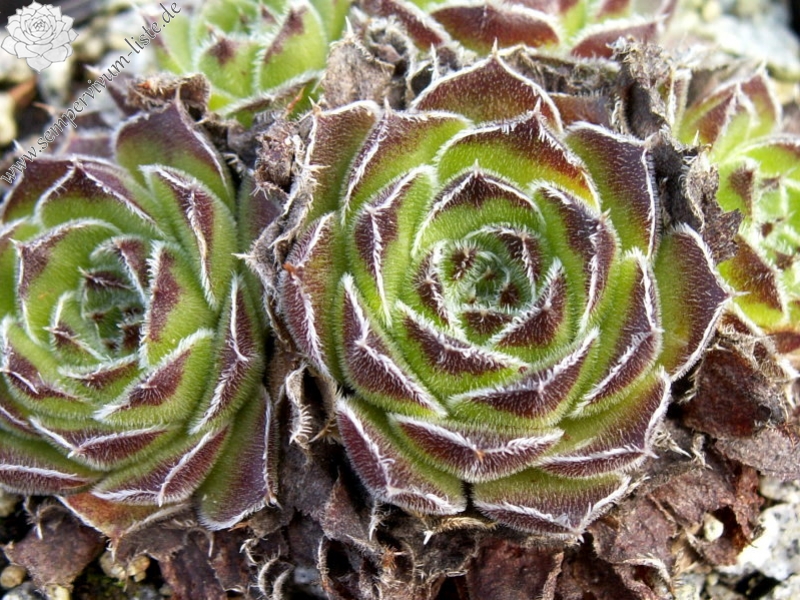 heuffelii (bulgaricum)