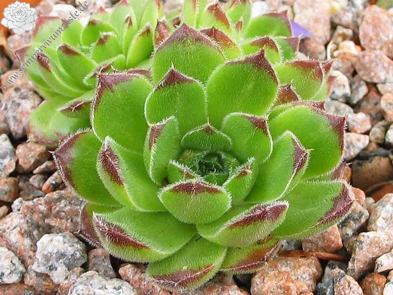 heuffelii (bulgaricum)