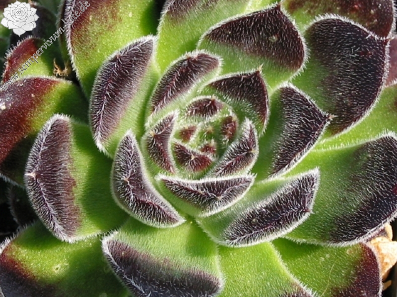 heuffelii (bulgaricum)