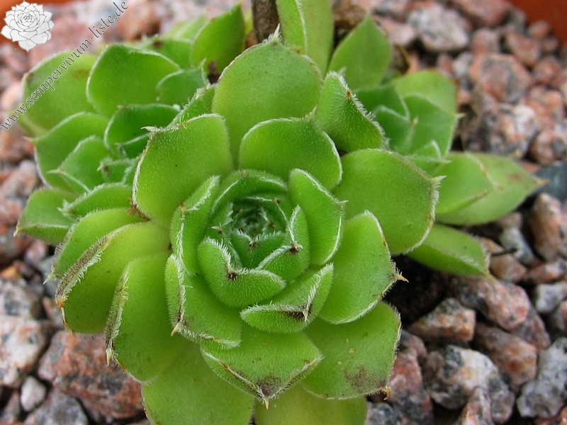 heuffelii (bulgaricum)