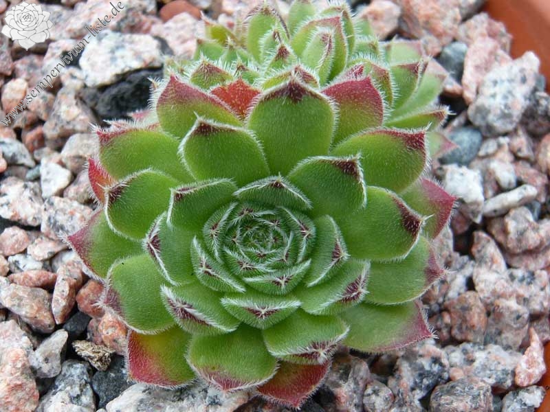 heuffelii (bulgaricum)