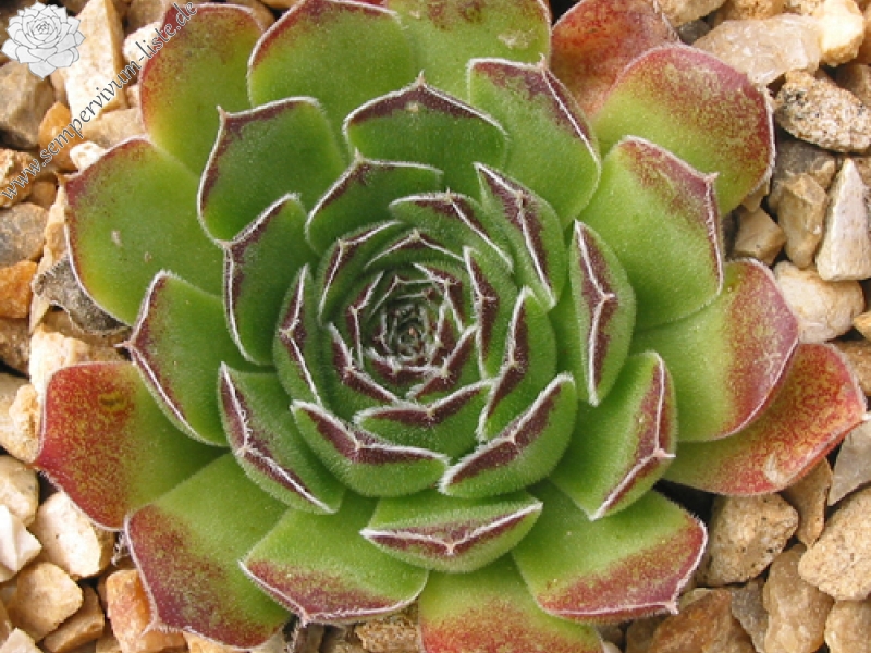 heuffelii (bulgaricum)