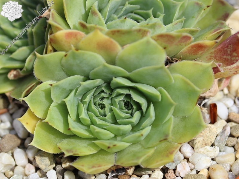 heuffelii (glabrum) from Pašina glava