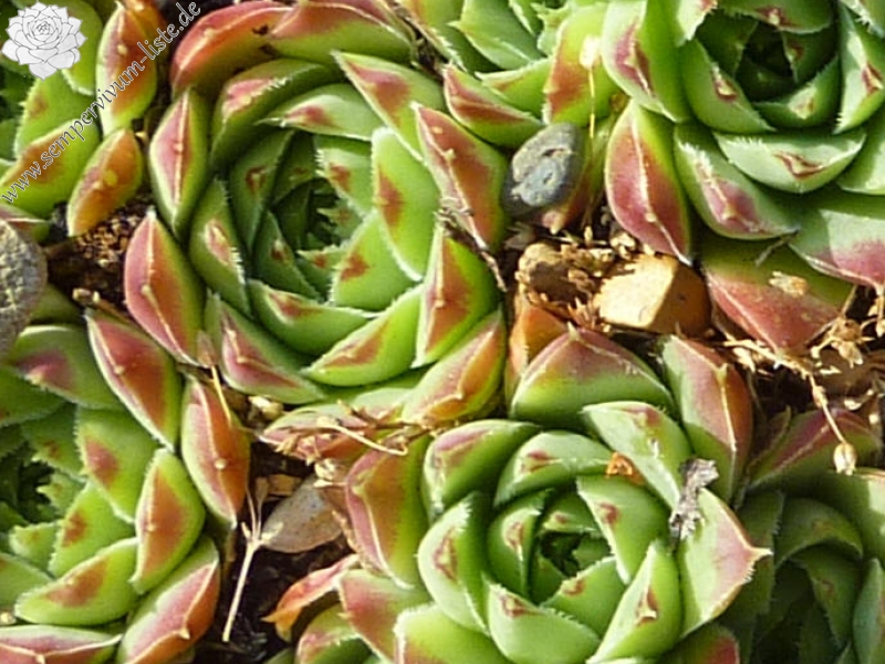 heuffelii (glabrum) from "Anabakanak"