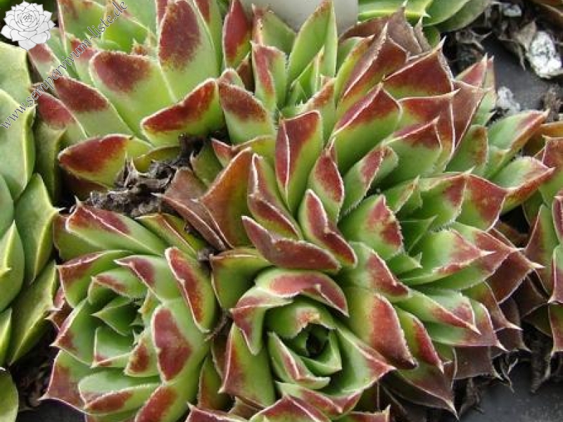 heuffelii (glabrum) from "Anthoborio"