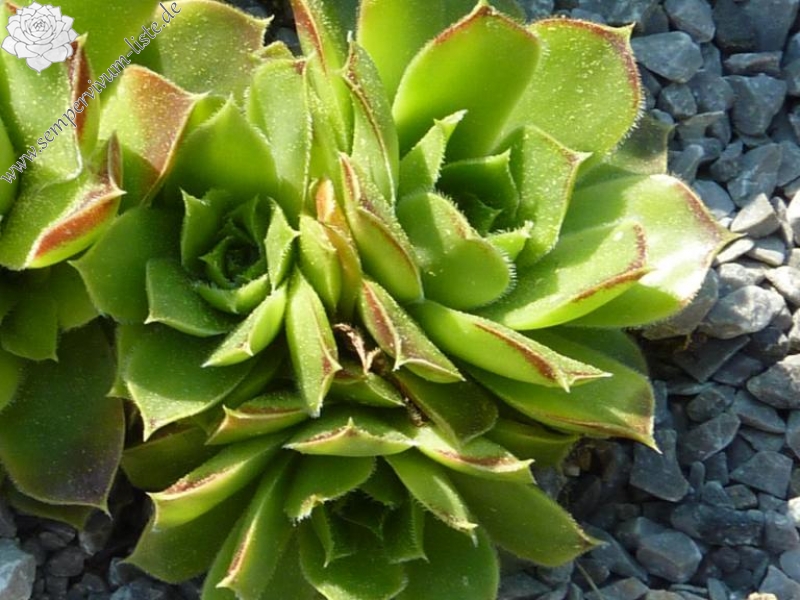 heuffelii (glabrum) from "Anthoborio"