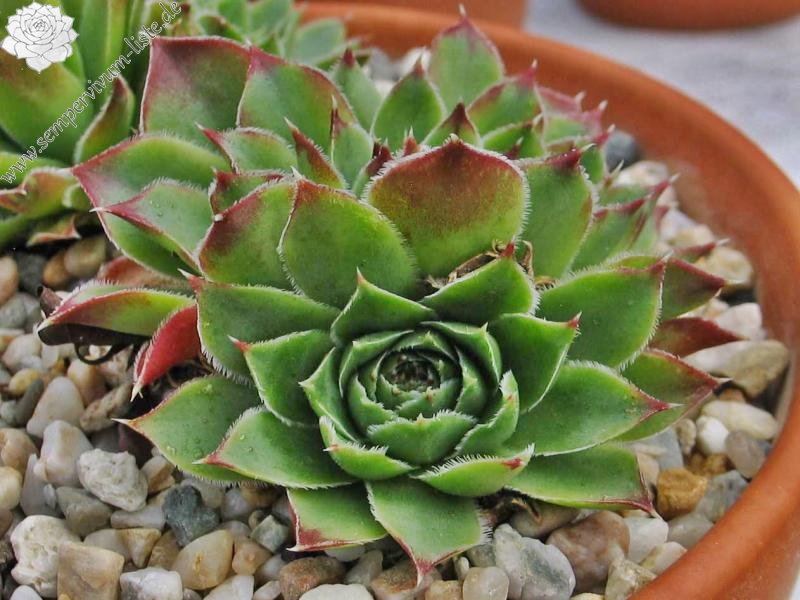 heuffelii (glabrum) from "Anthoborio"