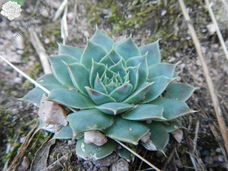 heuffelii (glabrum) from Belogradčik, Festung Kaleto