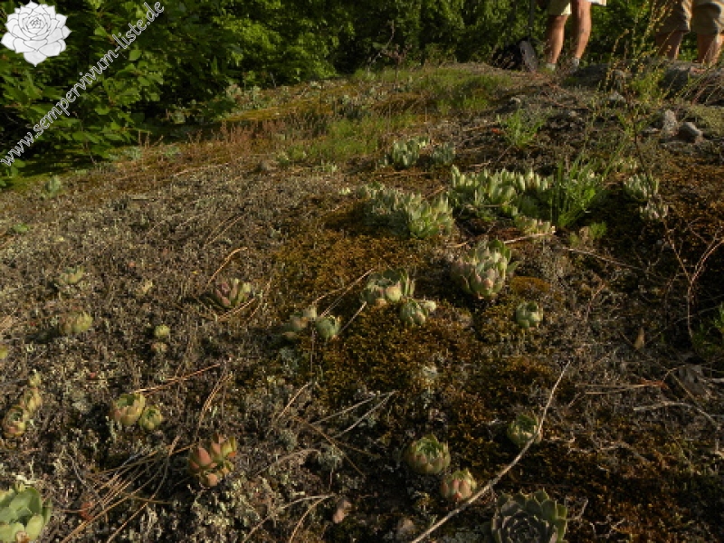 heuffelii (glabrum) from Belogradčik
