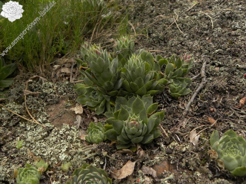 heuffelii (glabrum) from Belogradčik