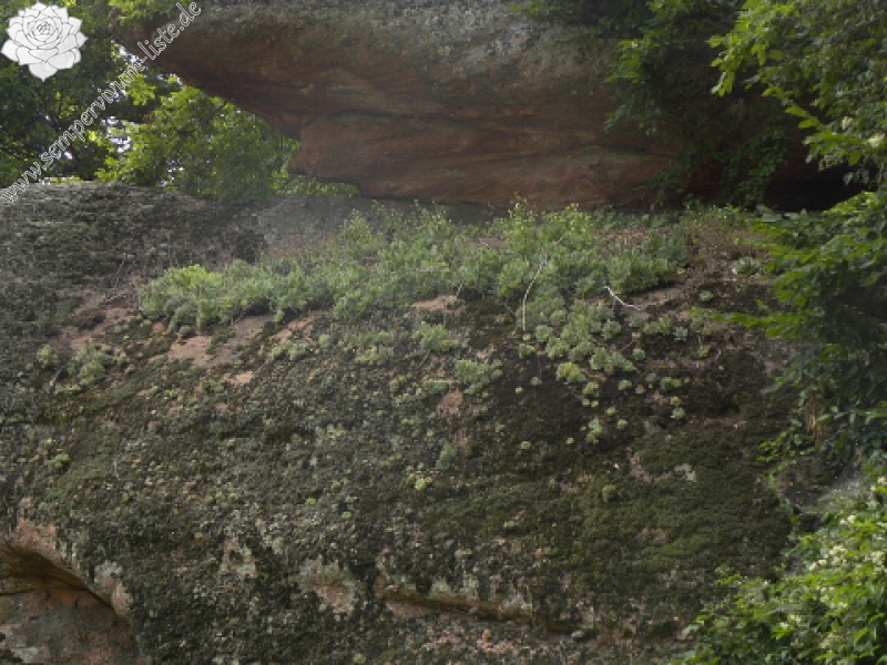 heuffelii (glabrum) from Belogradčik