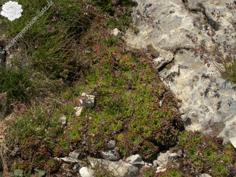 heuffelii (glabrum) from Bijak Dorok