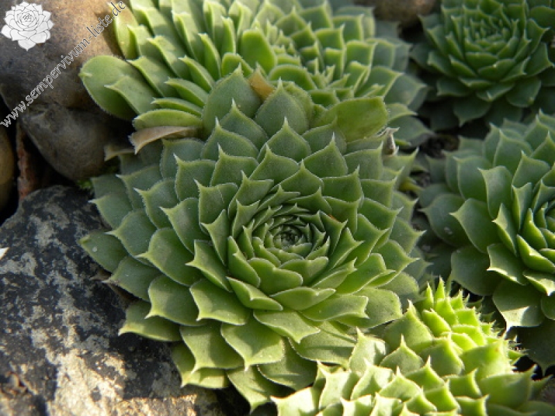 heuffelii (glabrum) from Bijak Dorok