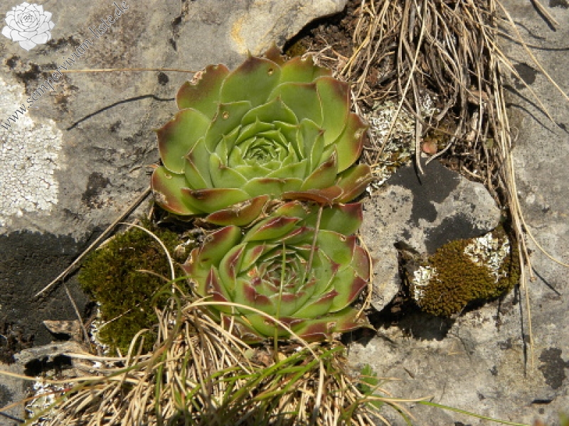 heuffelii (glabrum) from Brian i Bunsit
