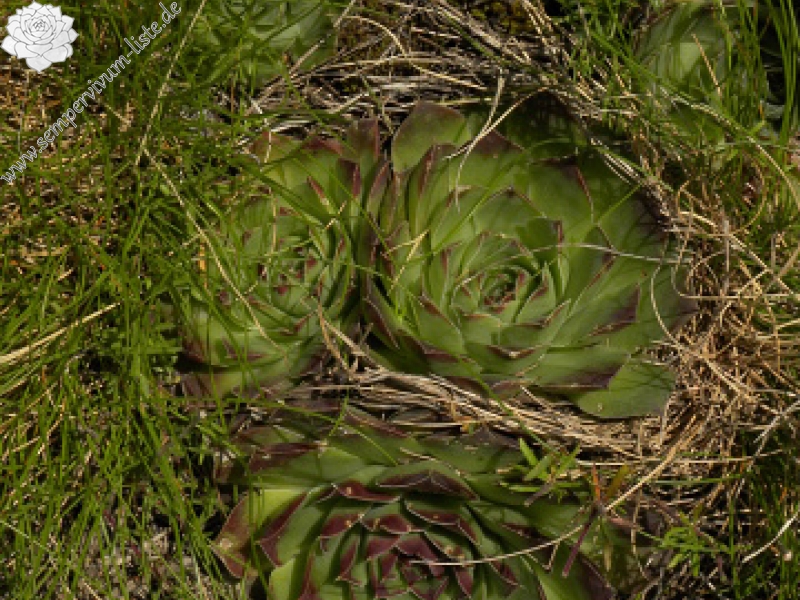 heuffelii (glabrum) from Brian i Bunsit