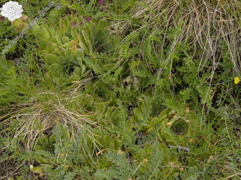 heuffelii (glabrum) from Cete