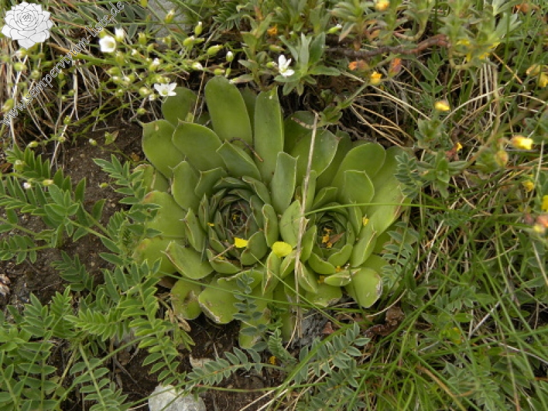 heuffelii (glabrum) from Cete