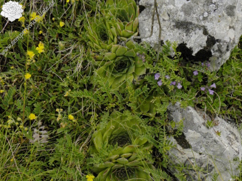 heuffelii (glabrum) from Cete