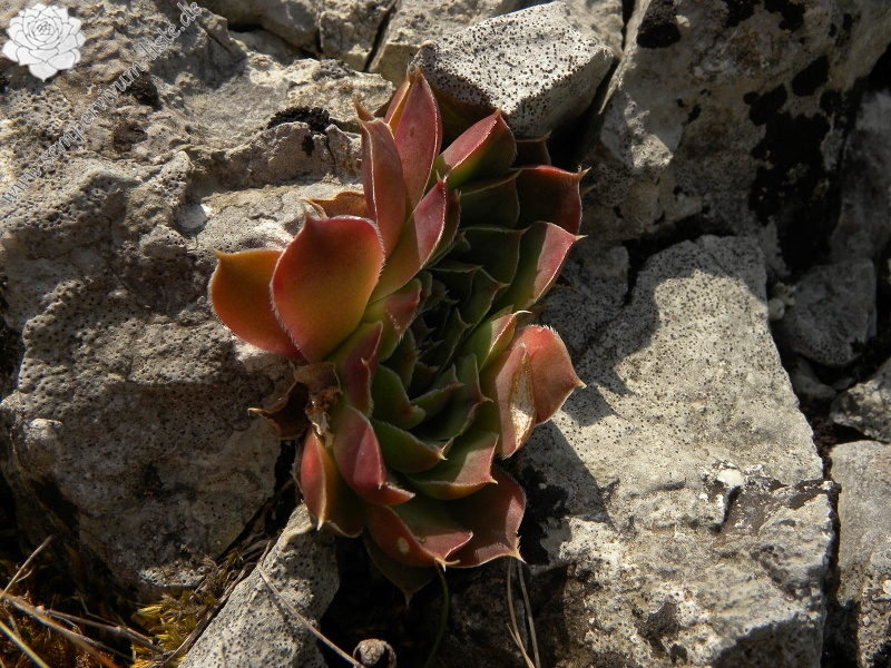 heuffelii (glabrum) from Cikavac