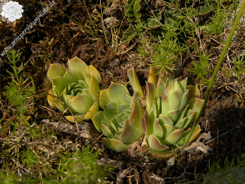 heuffelii (glabrum) from Cikavac