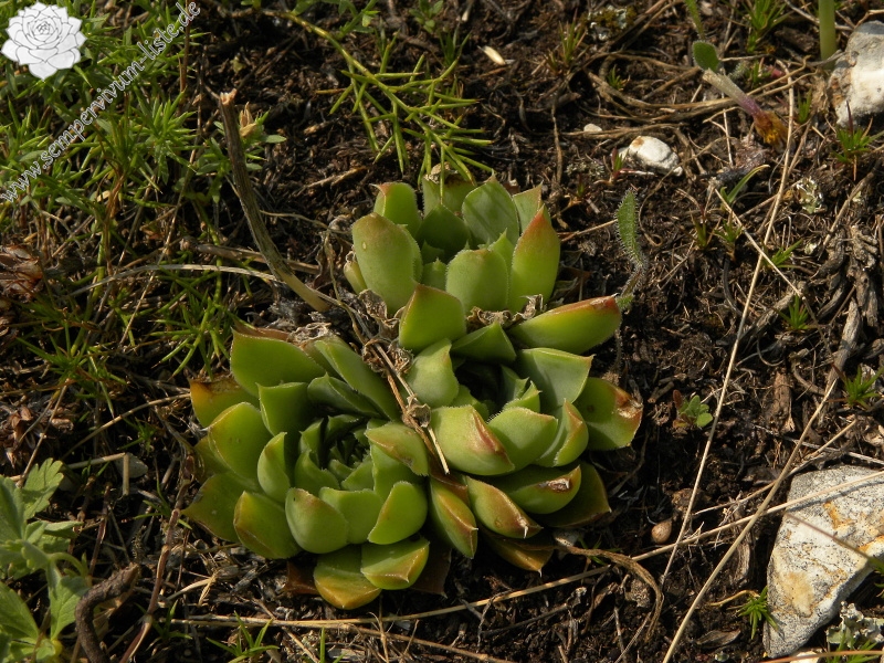heuffelii (glabrum) from Ćurovac, Aussicht