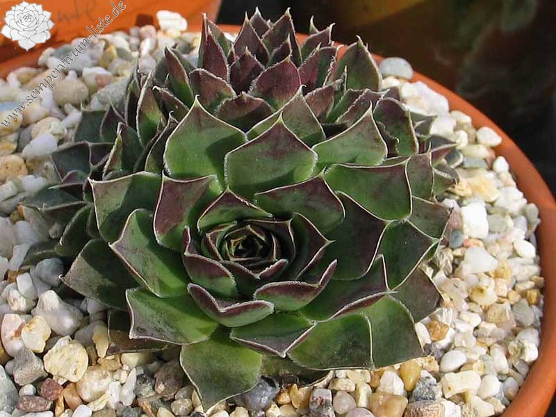 heuffelii (glabrum) from Galičica