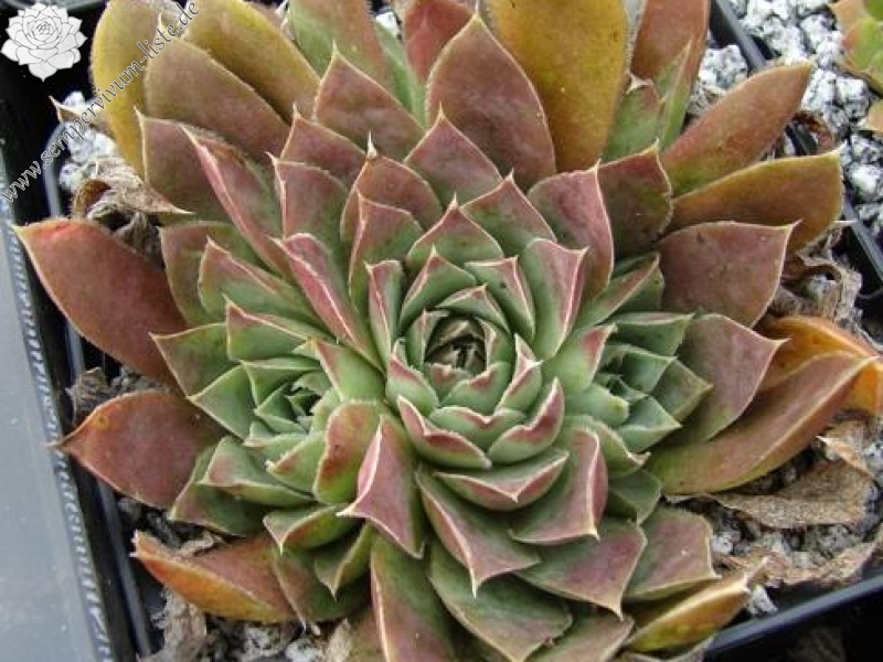 heuffelii (glabrum) from Galičica