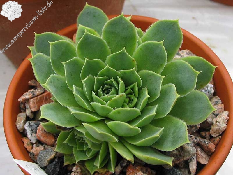 heuffelii (glabrum) from Hajla