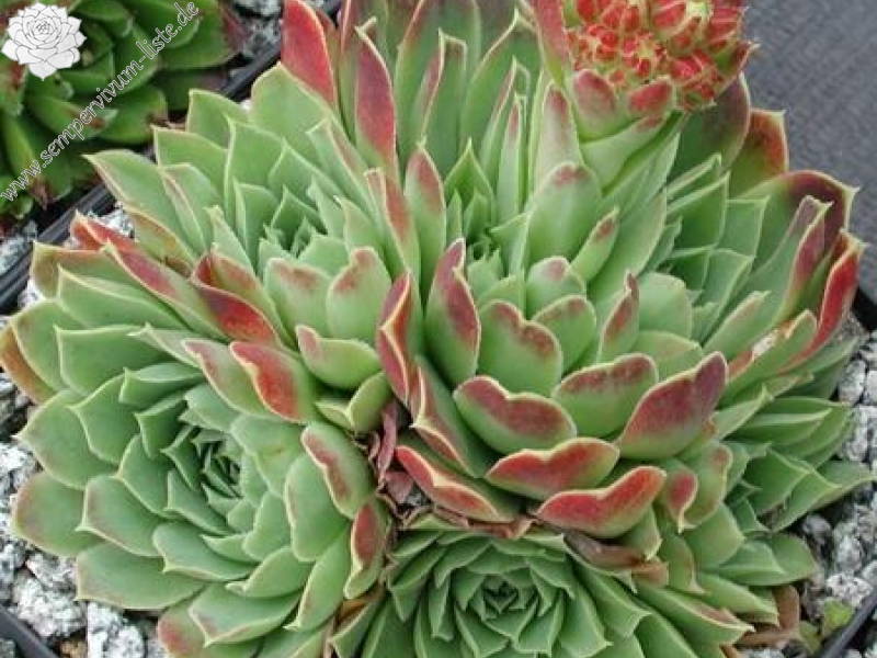 heuffelii (glabrum) from Hajla