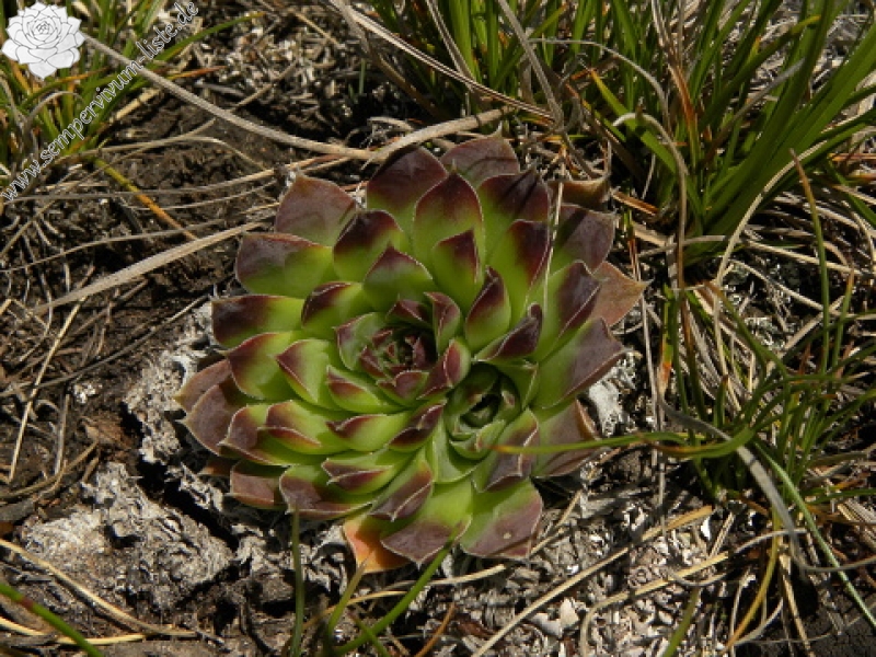 heuffelii (glabrum) from Kom Vasojevički (Gipfel)